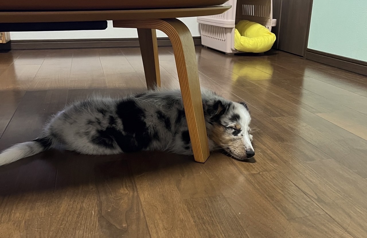 リビングで寝る犬