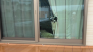 Thumbnail of post image 000